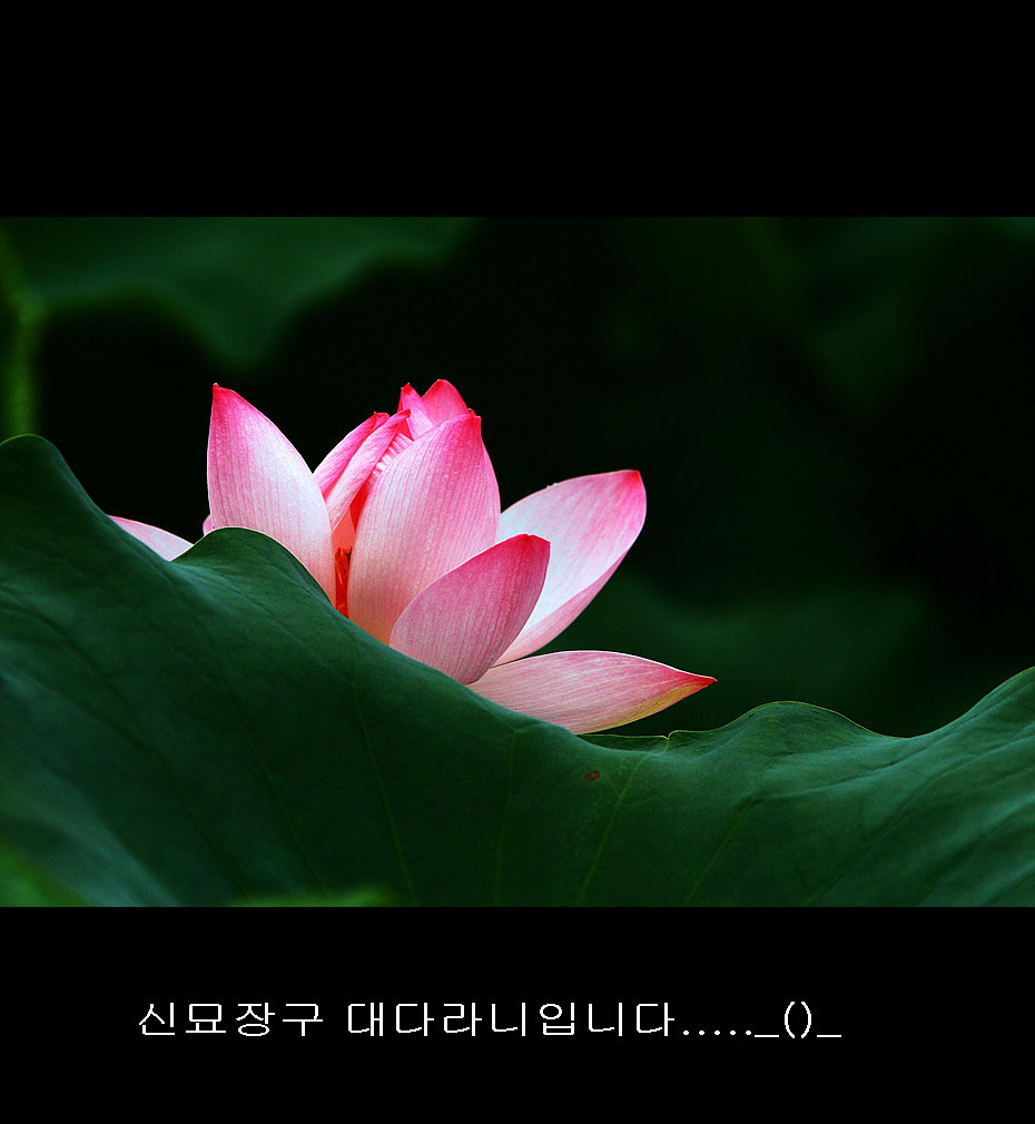 신묘 이미지