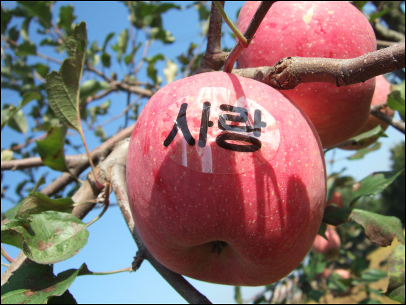 삼원초등학교 이미지